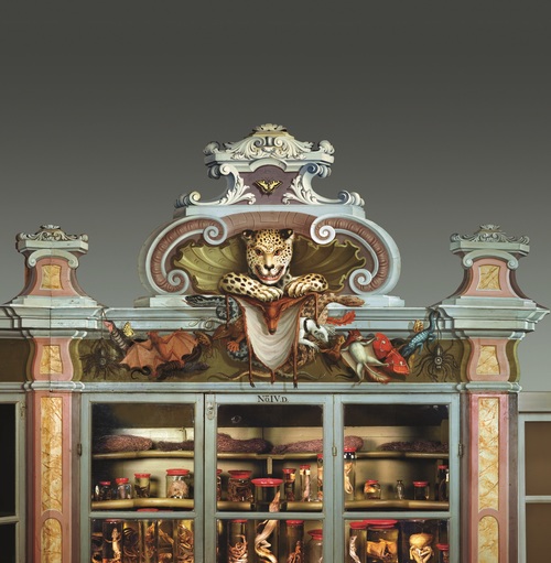 Der Animalienschrank in der Kunst- und Naturalienkammer, Franckesche Stiftungen zu Halle, Foto: Ingo Gottlieb