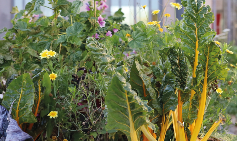 Auf Hochbeeten vor dem Deutschen Hygiene-Museum wachsen heimische Wildpflanzen, die von Mitarbeitenden des Umweltzentrums Dresden betreut werden. © Oliver Killig