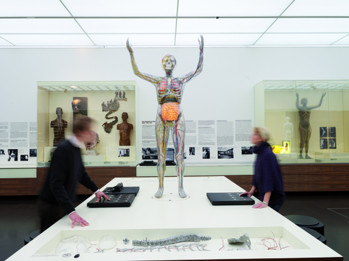 Blick in den Raum „Der Gläserne Mensch“, Foto: Jörg Gläscher Blick in den Raum „Der Gläserne Mensch“, Foto: Jörg Gläscher