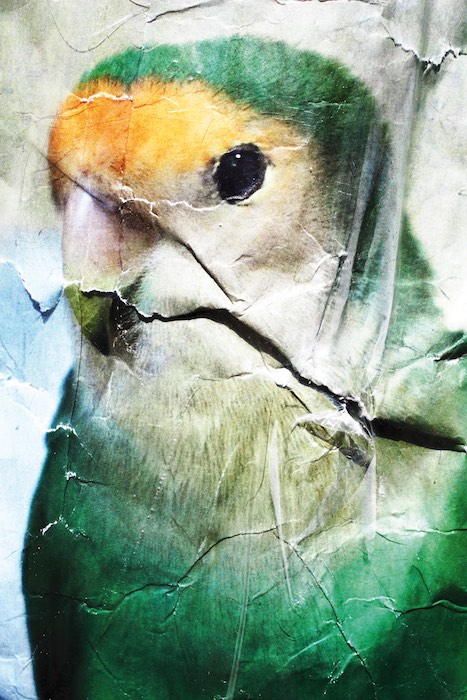 Kuraya Takashi, Pets: Kanae, Foto: Kuraya Takashi