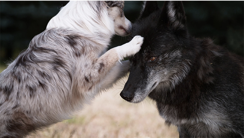 Kunsthalle Bremen Asta Gröting, Videostill aus Wolf and Dog, 2021; Bildrechte: VG Bild-Kunst, Bonn 2023; S. 44 