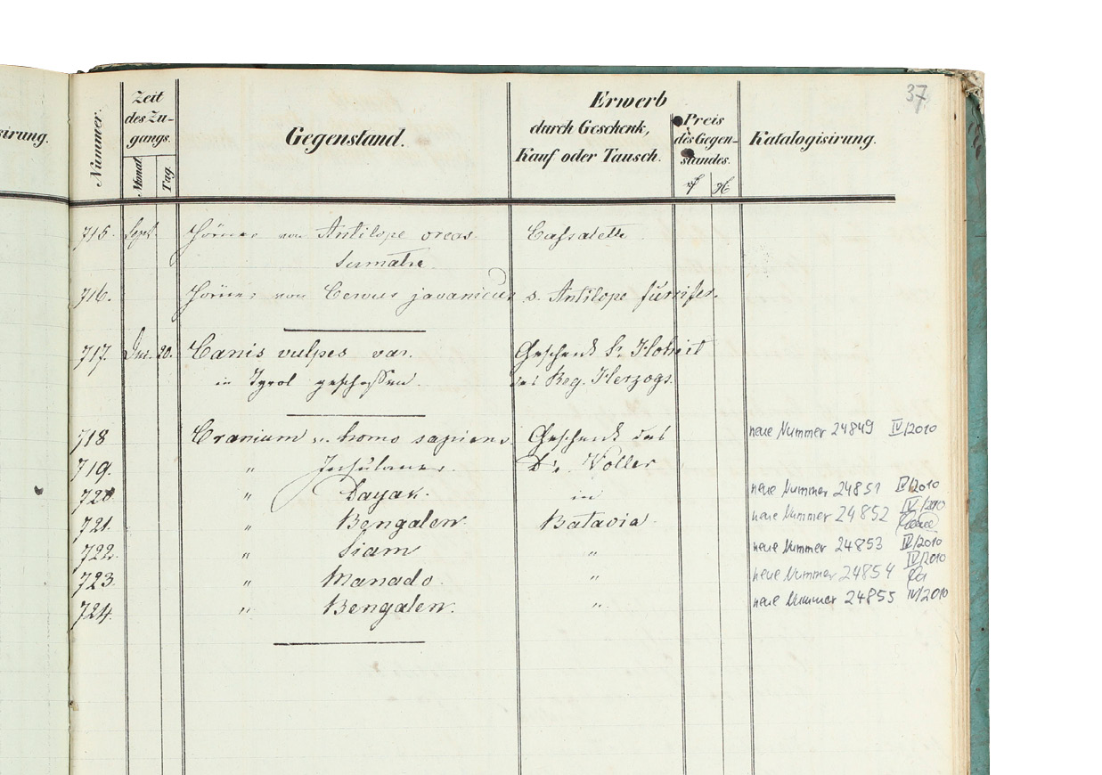 Eintrag in den Museums­unterlagen: Cranium Homo Sapiens: Dayak, Auszug Journal Säugetiersammlung SSFG, Foto: © Claudia Klein