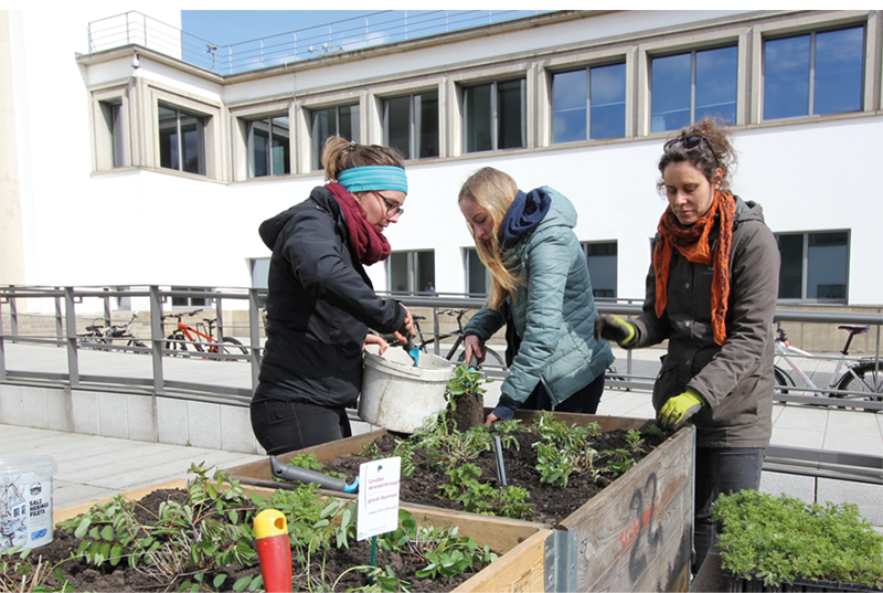 Auf Hochbeeten vor dem Deutschen Hygiene-Museum wachsen heimische Wildpflanzen, die von Mitarbeitenden des Umweltzentrums Dresden betreut werden. © Oliver Killig