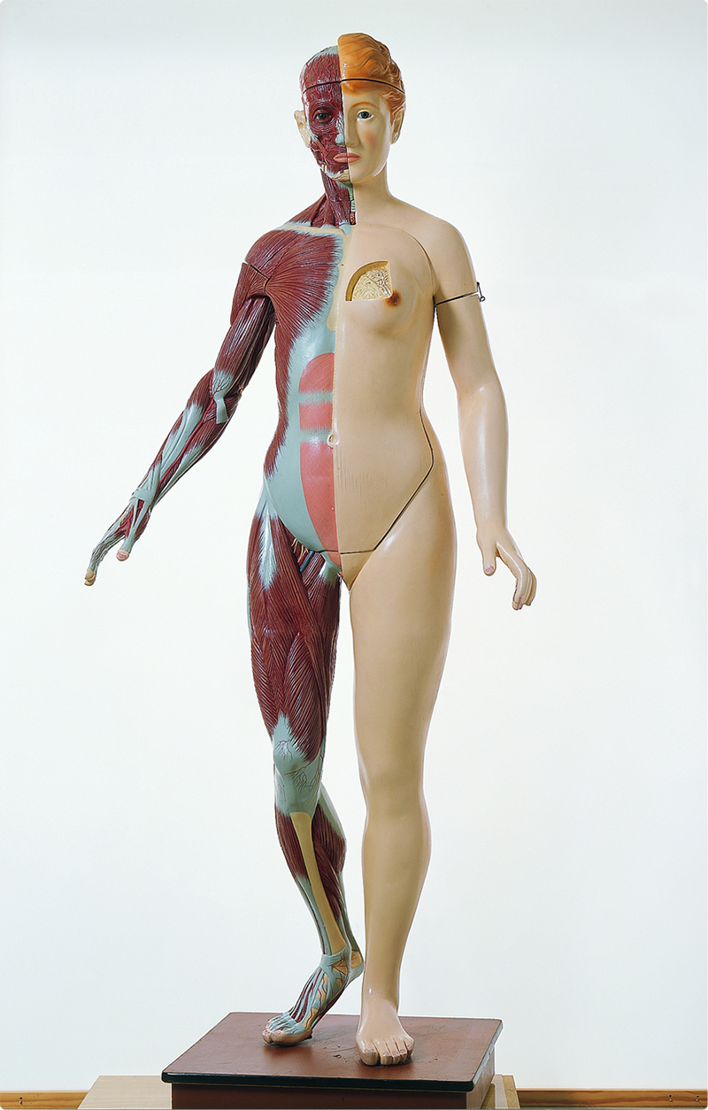 Anatomisches Modell des weiblichen Körpers in Lebensgröße , Lehrmittelproduktion DHMD, 1961–1980, Kunststoff; Nachweis: Sammlung DHMD, Foto: Gunter Binsack