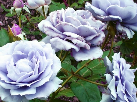 Novalis-Rose, Foto: Franz Fechner, Bonn Novalis-Rose, Foto: Franz Fechner, Bonn